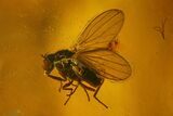 Fossil Fly (Diptera) and Beetle (Coleoptera) In Baltic Amber #183569-1